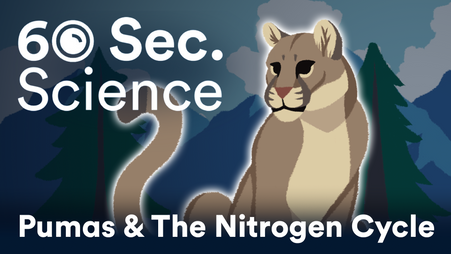 60 Second Science: Pumas and Nitrogen Cycling
